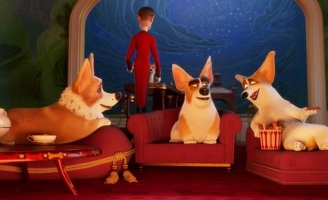 4 lý do phải đi xem Corgi mùa lễ 30/4 - 1/5