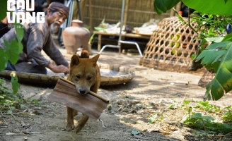 Bật mí những thử thách khi huấn luyện Cậu Vàng trên phim trường