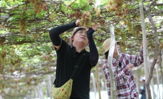 Đại Nghĩa nhận lương 10.000 đồng ở vườn nho