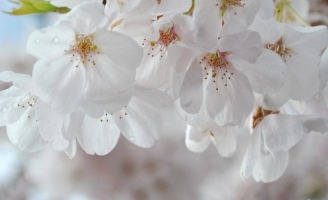 Hoa anh đào và Nhật Bản