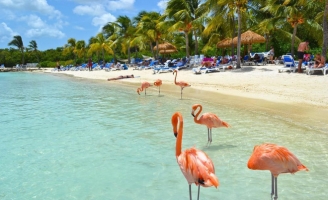 Nắng nóng kỷ lục, cùng đến thiên đường hồng hạc Aruba để tận hưởng ngay thôi