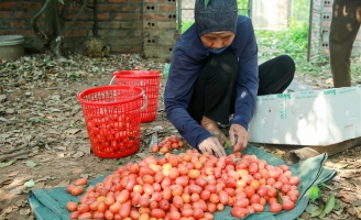 Người dân Hà Nội bội thu cả trăm triệu đồng mùa nhót chín