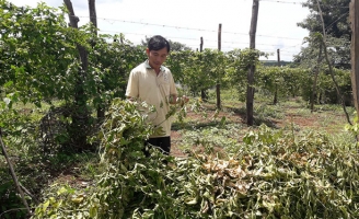 Nông dân lao đao vì giống chanh dây... dỏm!