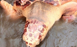 Thả cá thể rùa biển cực hiếm về lại môi trường tự nhiên